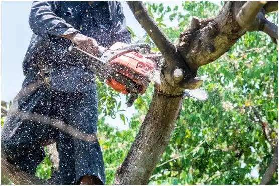 tree services Hollidaysburg